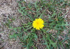 Frühling auf der Herbstwiese. (Bild: Verena Kiser-Röthlin (Kerns, 8. Oktober 2018))