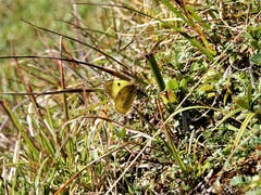 Eine fast perfekte Tarnung ist diesem Schmetterling gelungen! Aufgenommen auf der Wanderung vom Sörenberg zum Kemmeriboden Bad. (Bild: Margrith Imhof-Röthlin, 12. Oktober 2018))