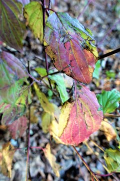 Herbstblätter. (Josef Habermacher (Rickenbach, 13. Oktober 2018))