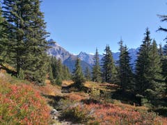 Herrliches Wanderwetter: Auf der Wanderung hinauf zum Sunniggrat zeigt sich der Herbst in all seinen Farben. (Bild: Urs Gutfleisch (Sunniggrat, 12. Oktober 2018))