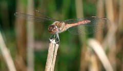 Heidelibelle auf dem «Hochsitz» – hält Ausschau nach Insekten. (Bild: Bruno Schuler (Rotsee, 12. Oktober 2018))