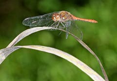 Rote Heidelibelle. (Bild: Bruno Schuler (Rotsee, 12. Oktober 2018))
