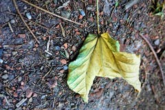 Herbstblatt. (Josef Habermacher (Rickenbach, 13. Oktober 2018))