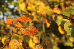 Farben des Herbstes. (Bild: Irene Wanner (Wauwiler Moos, 13. Okotober 2018))