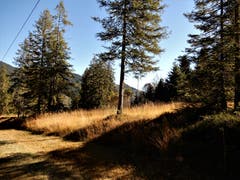 Ein unvergesslicher Tag, wenn man das Wandern in der naturbelassenen Moorlandschaft mag. (Bild: Margrith Imhof-Röthlin (Rossweid-Salwideli, 13. Oktober 2018))