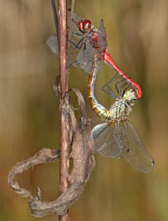 Das Weibchen hat das Männchen fest im Griff. (Bild: Bruno Schuler (Rotsee, 12. Oktober 2018))