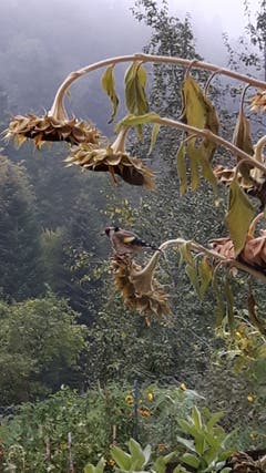 Wenn die Sonnenblumen verblüht sind gibt es immer Besuch von den Distelfinken. (Bild: Hanny Wirz (Steinhuserberg, 12. Oktober 2018))