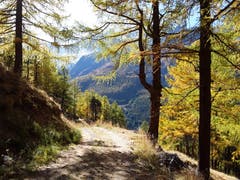 Phänomenale Natur, aufgenommen unterwegs von Kreuzboden nach Saas-Grund. (Bild: Bruno Ringgenberg, 12. Oktober 2018)