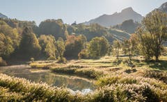 Eine Kuh am Morgen am Tümpel beim Seelisberger Seeli. (Bild: Erich Heiniger (Seelisberg, 13. Oktober 2018))