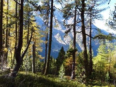 Unterwegs im Wald aufgenommen auf einer Tour von Kreuzboden nach Saas-Grund. (Bild: Bruno Ringgenberg, 12. Oktober 2018)