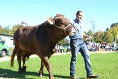 Kantonale Viehschau Nidwalden 2018 in Oberdorf. (Bild: Matthias Stadler, 13. Oktober 2018)