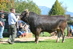 Kantonale Viehschau Nidwalden 2018 in Oberdorf. (Bild: Matthias Stadler, 13. Oktober 2018)
