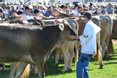 Kantonale Viehschau Nidwalden 2018 in Oberdorf. (Bild: Matthias Stadler, 13. Oktober 2018)