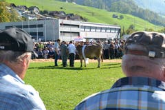 Kantonale Viehschau Nidwalden 2018 in Oberdorf. (Bild: Matthias Stadler, 13. Oktober 2018)