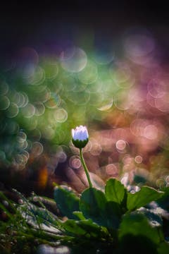 Traumbokeh, entstanden durch die vielen Tautropfen hinter dem Gänseblümchen. (Bild: Petra Jung (Hämikon, 14. Oktober 2018))