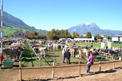 Kantonale Viehschau Nidwalden 2018 in Oberdorf. (Bild: Matthias Stadler, 13. Oktober 2018)