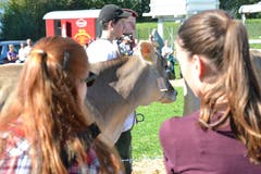 Kantonale Viehschau Nidwalden 2018 in Oberdorf. (Bild: Matthias Stadler, 13. Oktober 2018)