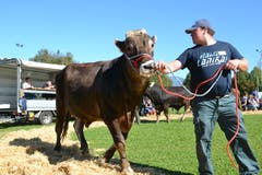 Kantonale Viehschau Nidwalden 2018 in Oberdorf. (Bild: Matthias Stadler, 13. Oktober 2018)
