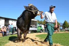 Kantonale Viehschau Nidwalden 2018 in Oberdorf. (Bild: Matthias Stadler, 13. Oktober 2018)