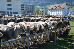 Kantonale Viehschau Nidwalden 2018 in Oberdorf. (Bild: Matthias Stadler, 13. Oktober 2018)