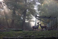 Im Hirschpark Luzern. (Bild: Larisa Gheorghe (Luzern, 14. Oktober 2018))