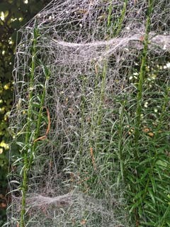 Ein 3D Spinnennetz in Montlingen. (Bild: Toni Sieber)