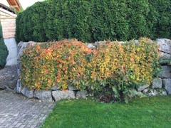 Wilde Rebe im bunten Herbst. (Bild: Klaus Abächerli)
