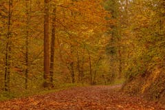 Goldener Herbst am Wattbach zwischen Riethüsli und Wolfganghof. (Leserbild: Franziska Hörler - 14. Oktober 2018)