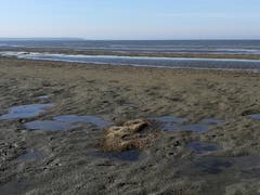 Ein Wattenmeer am Bodensee bei Rohrspitz. (Bild: Hanspeter Berger)
