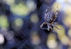 Eine Kreuzspinne im Garten in Eschenz. (Bild: Alois Aschwanden)