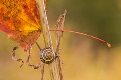 Herbstliches Kunstwerk mit Schnecke. (Leserbild: Franziska Hörler - 6. Oktober 2018)