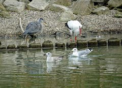 Storch und Wasservögel im Altenrhein. (Bild: Jeannette Gabathuler)