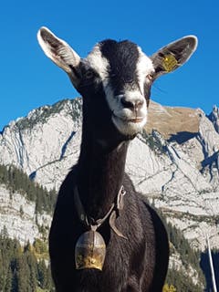 Eine Berggeiss in Wildhaus. (Bild: Reto Schlegel)
