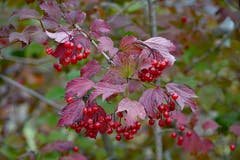 Beeren und Blätter Ton in Ton. (Bild: Jeannette Gabathuler)