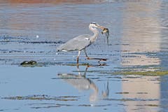 Ein Graureiher hat soeben einen Fisch gefangen, welcher kurz darauf im Hals verschwunden ist. (Bild: Christoph Süssli)