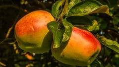 Herbstzeit ist auch Erntezeit: reife Äpfel an einem Baum bei Berg SG. (Leserbild: Stefan Truffer - 28. September 2018)