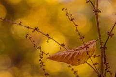 Die Blätter fallen in Wattbach. (Bild: Franziska Hörler)
