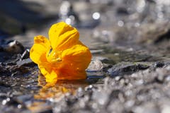Noch blüht die Kapuzinerkresse. (Bild: Claudia Scheuber (Wolfenschiessen, 15. Oktober 2018))