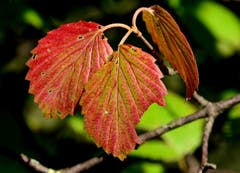 Herbstblatt im Botanischen Garten St.Gallen. (Leserbild: Hans Adelmann - 9. Oktober 2018)