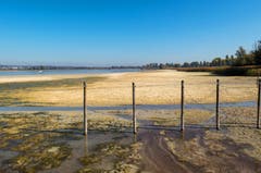 Durch den tiefen Wasserstand sind im Ermatingerbecken grosse Schlickflächen frei geworden. (Bild: Fritz Sigg)