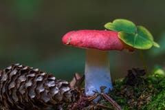 Bei St.Georgen: Ein Männlein steht im Walde... (Leserbild: Franziska Hörler - 6. Oktober 2018)