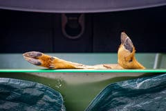 Das Wildfleisch finanziert einen Teil der Pacht des Waldes. (Bild: Sandro Büchler)