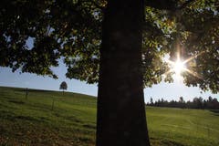 Öisi gross Linde vorem Huus und die chlini im Hendergrund. (Bild: Adrian Mattli)