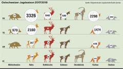 Die Ostschweizer Jagdstatistik zeigt, wie viele Tiere im Jahr 2017/2018 erlegt wurden.