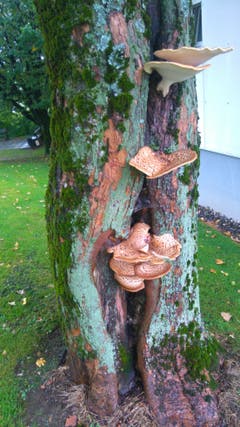 Pilze an einem Baum beim Stephanshorn. (Bild: Dominik Karrer)