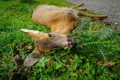 Dem erlegten Wild wird die letzte Ehre erwiesen, indem man ihm einen Zweig in den Mund legt. (Bild: Sandro Büchler)