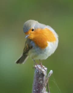 Wunderschönes Rotkehlchen in Trogen. (Bild: Hans Aeschlimann)
