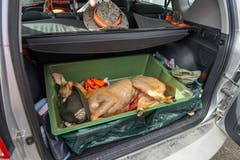 ...verladen und dem Metzger gebracht. (Bild: Sandro Büchler)