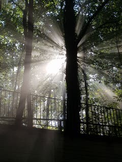 Sonnenstrahlen tanzen durch den Bischofszeller Wald. (Bild: Reto Schlegel)