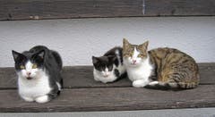 In Montlingen gibt's immer was zu schauen. (Bild: Toni Sieber)